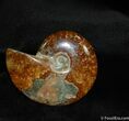 Beautiful Inch Polished Cleoniceras Ammonite #630-1
